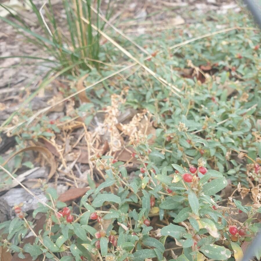 Atriplex semibaccata fruit