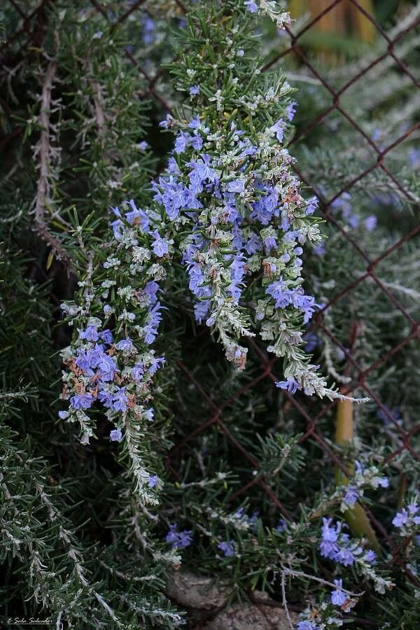 Rosmarinus eriocalyx flower