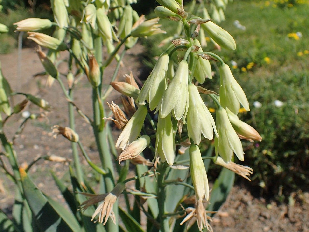 Ornithogalum candicans fruit