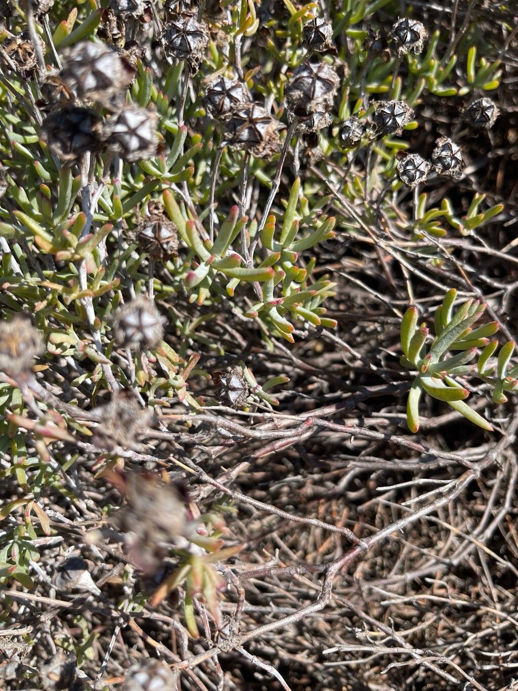 Lampranthus stipulaceus leaf