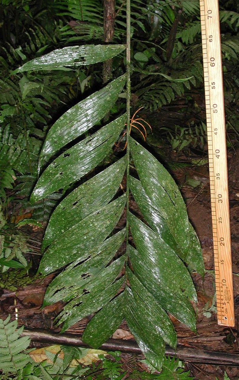 Chamaedorea lucidifrons — search result for 'Chamaedorea'