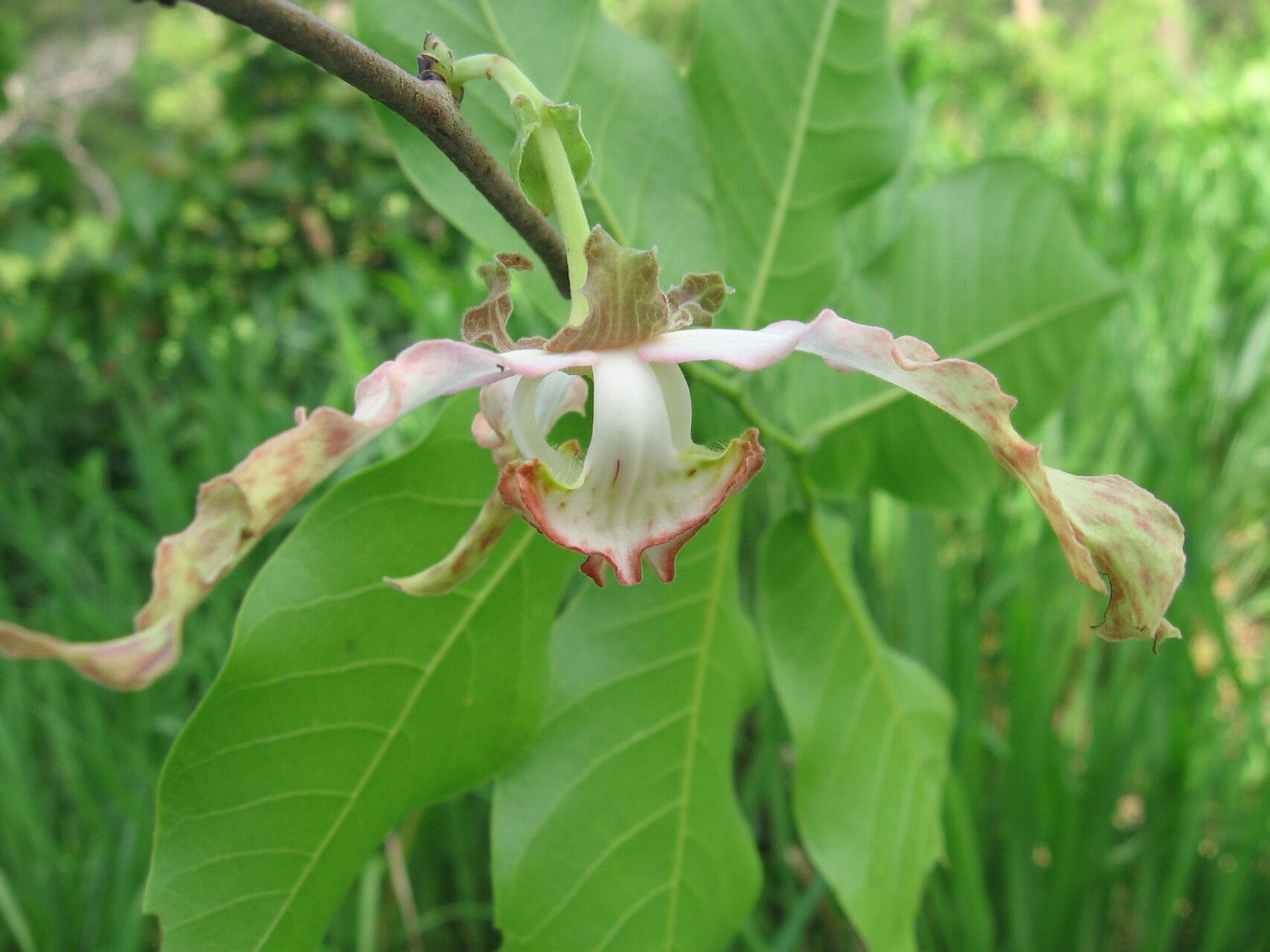 Monodora grandidieri flower