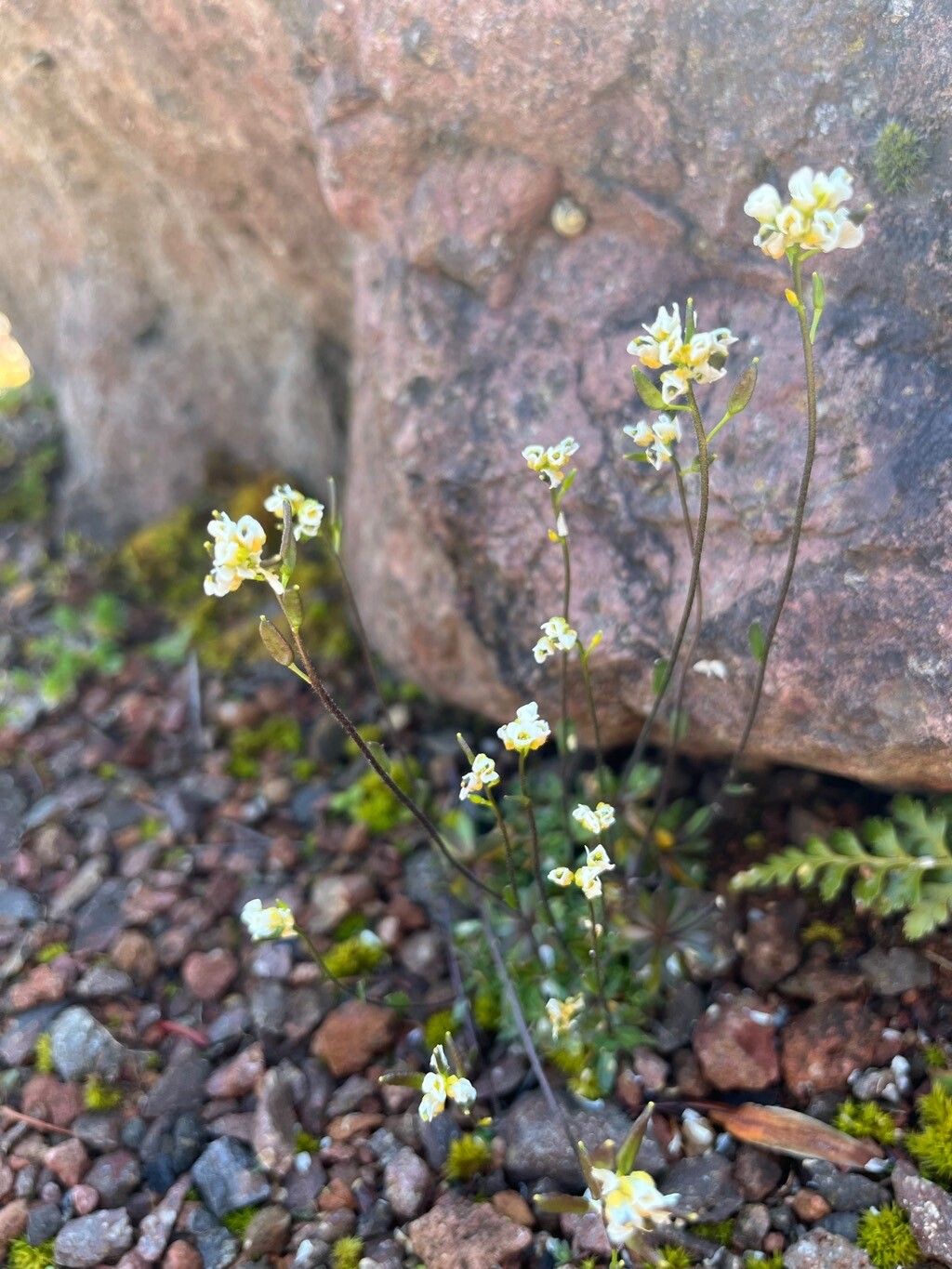 Draba oligosperma flower