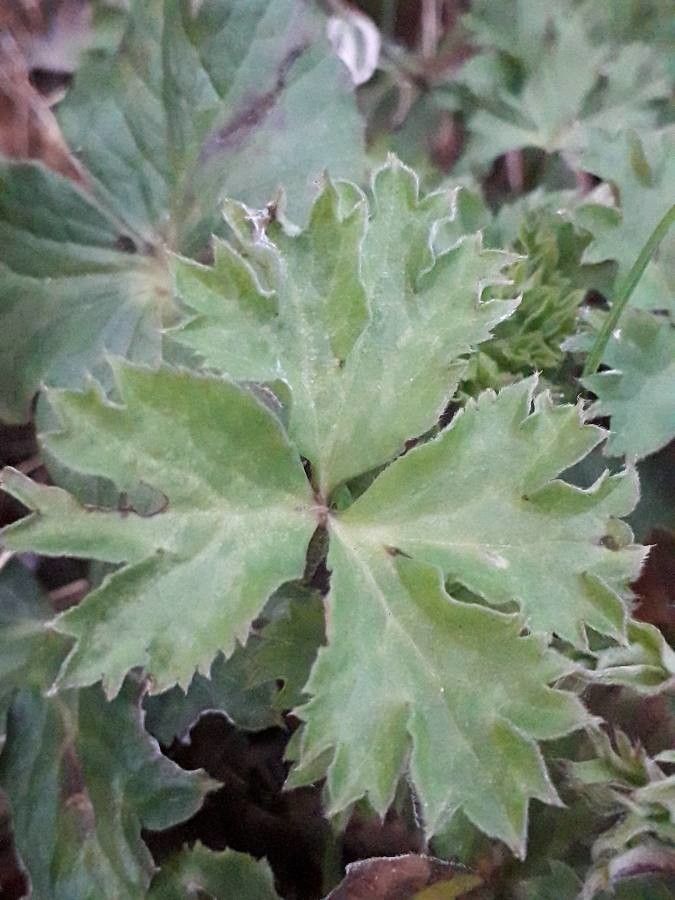 Anemone pavoniana — search result for 'Anemone'