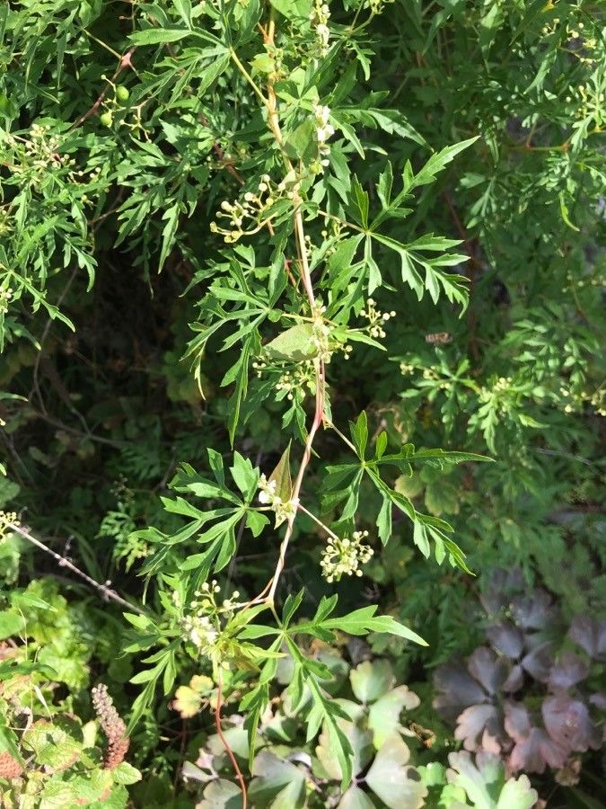 Ampelopsis aconitifolia leaf