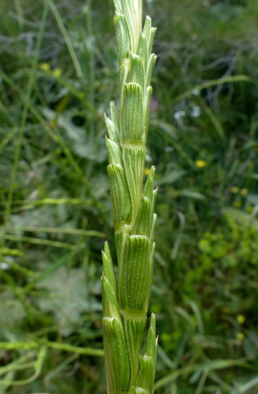 Aegilops speltoides — search result for 'Aegilops'