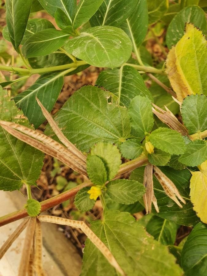 Corchorus olitorius fruit