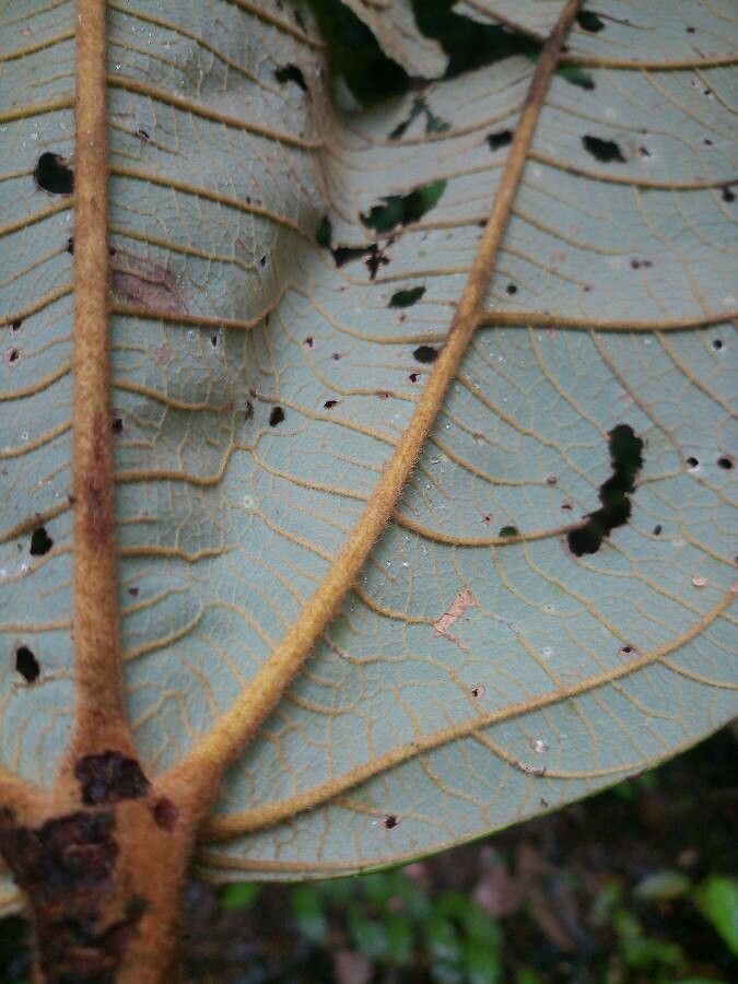 Sterculia multiovula — search result for 'Sterculia'
