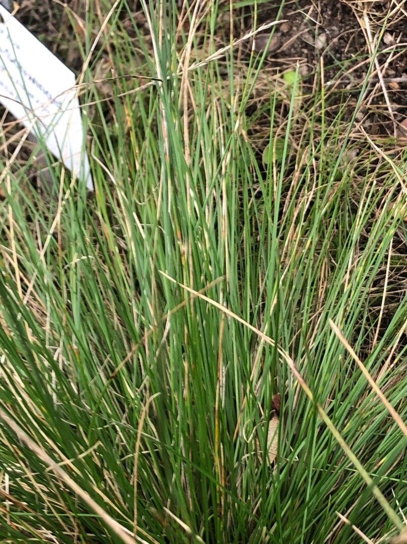 Festuca rupicola — search result for 'Saudi Arabia'
