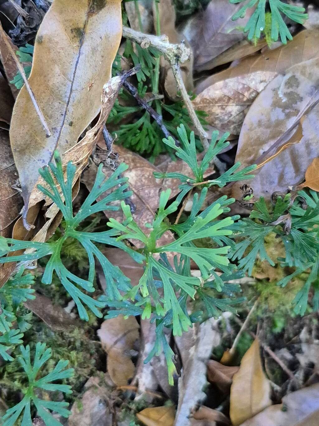 Elaphoglossum peltatum leaf