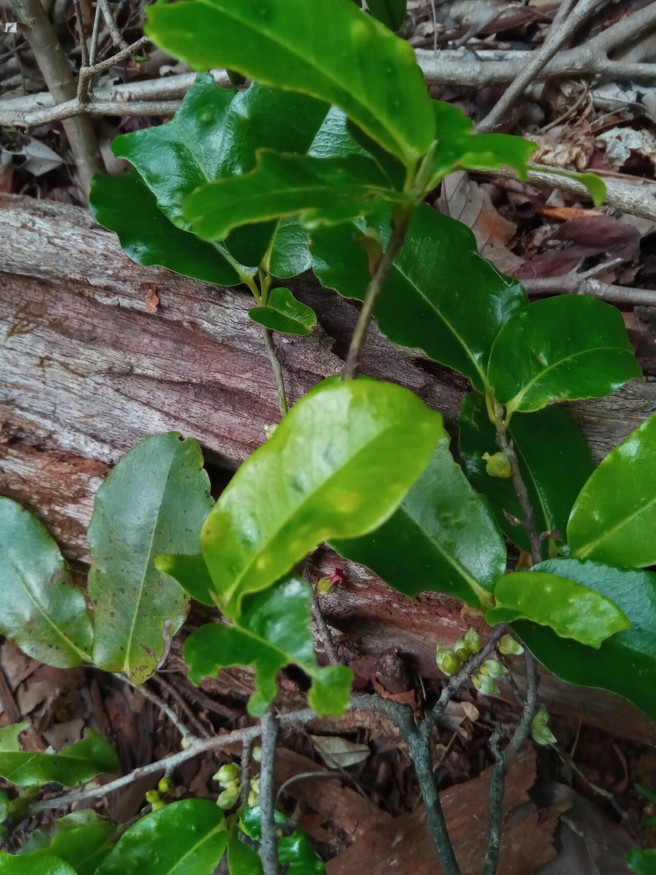 Diospyros haplostylis leaf