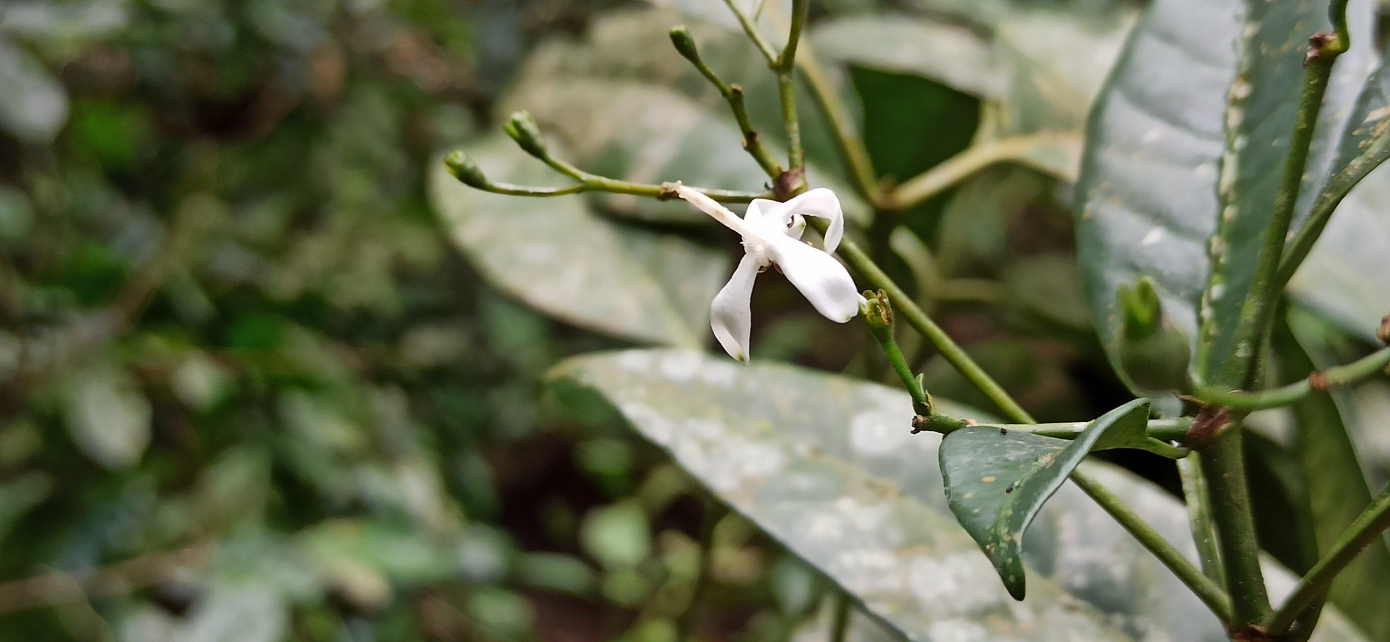 Pavetta bidentata flower