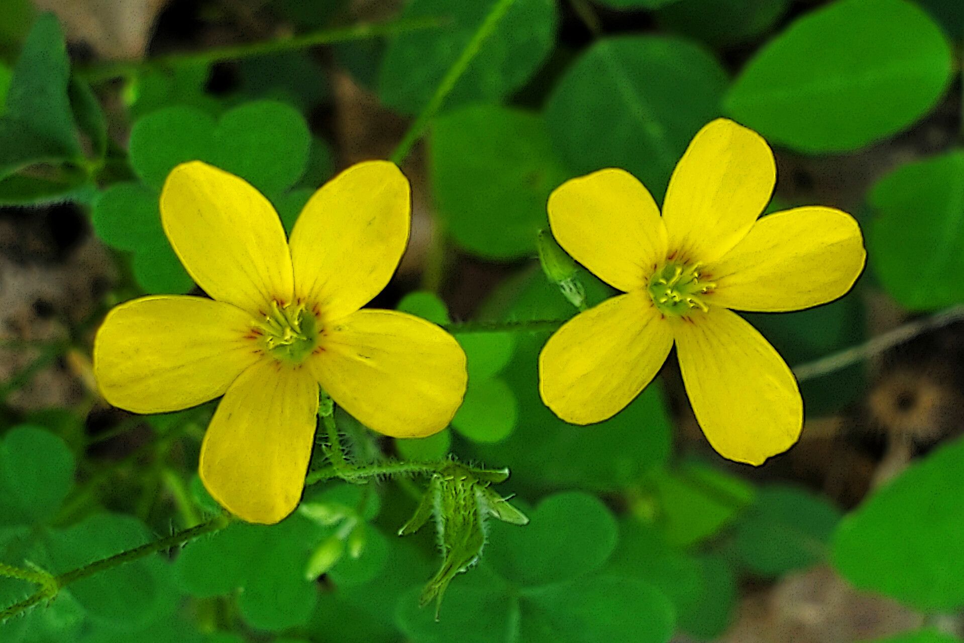 Oxalis grandis flower