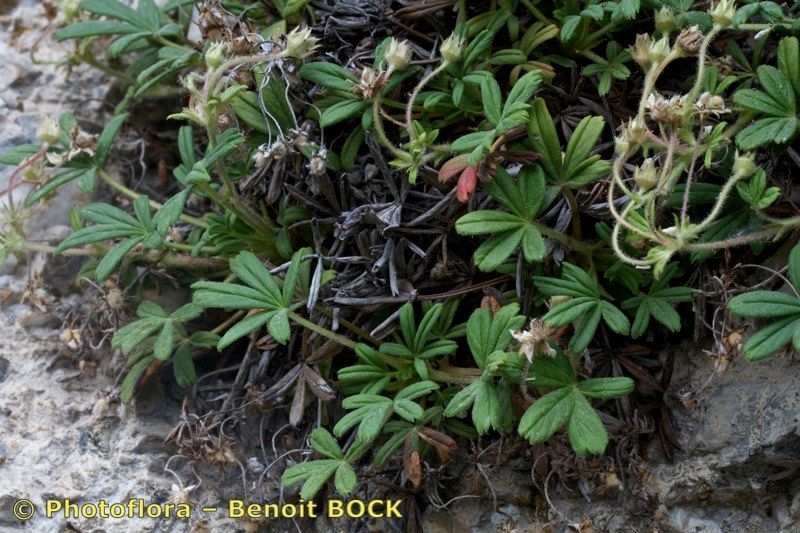 Potentilla saxifraga habit