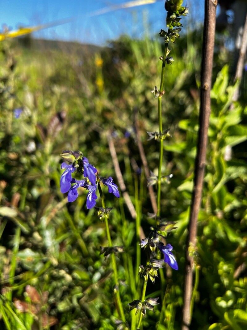 Salvia laevis — houseplant care guide