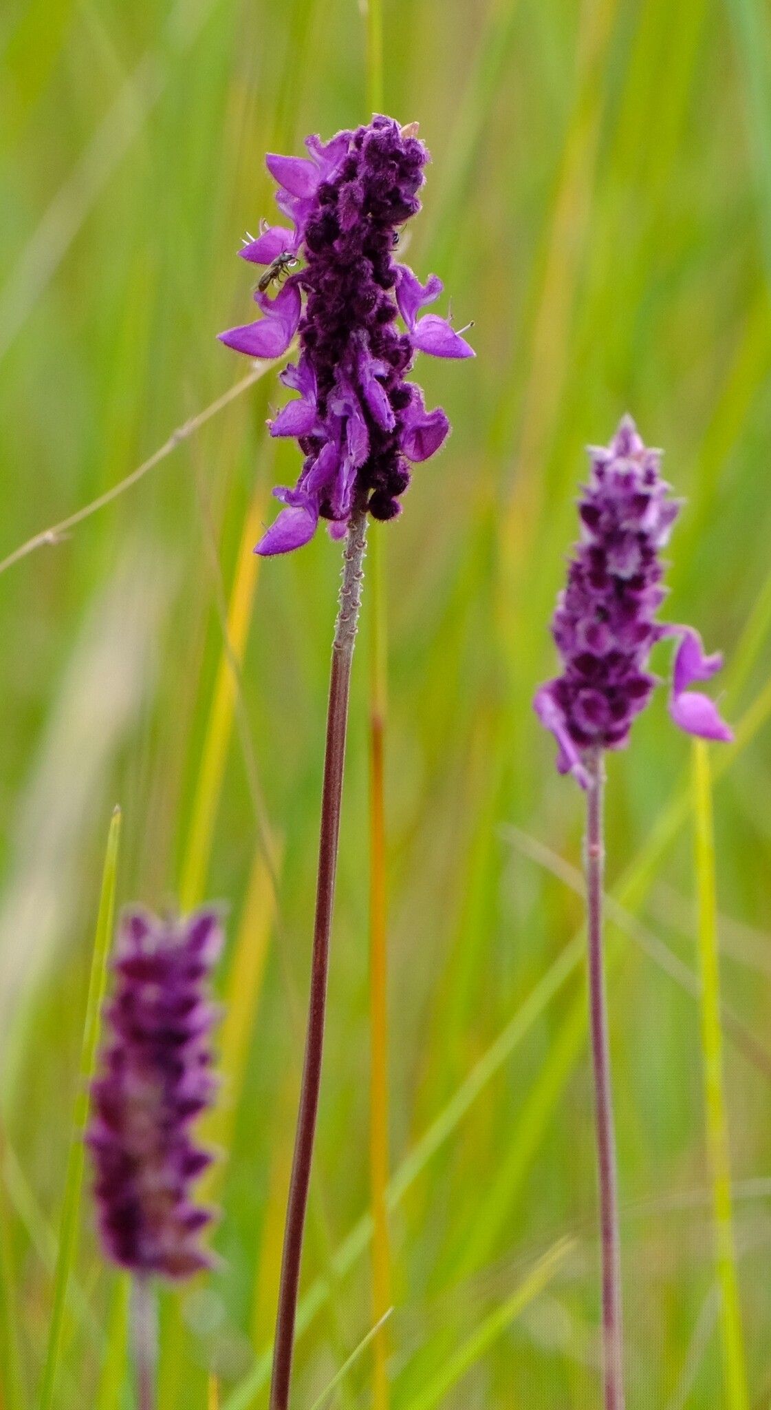 Coleus betonicifolius flower