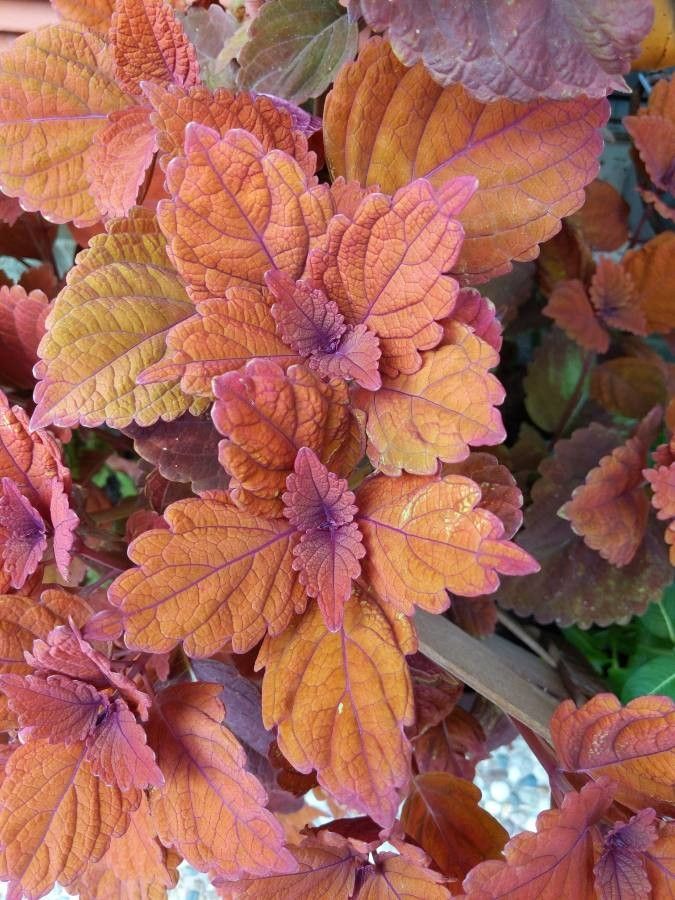 Plectranthus spp. fruit