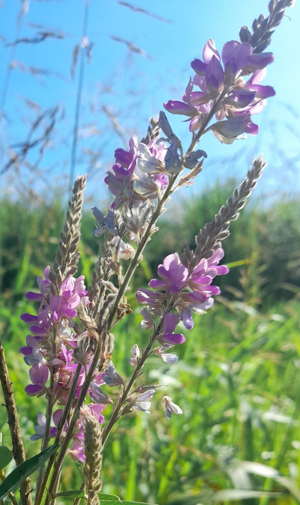 Desmodium cuneatum flower