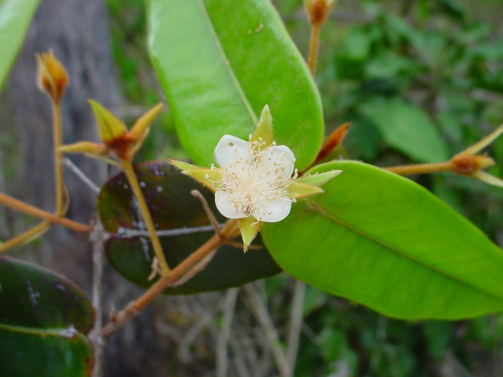 Eugenia sicifolia flower
