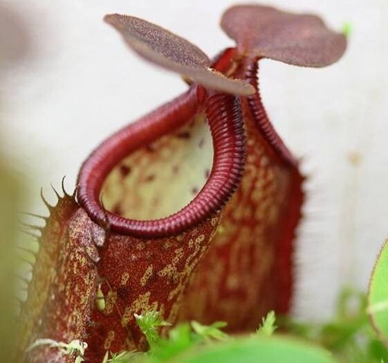 Nepenthes petiolata — search result for 'Nepenthes'