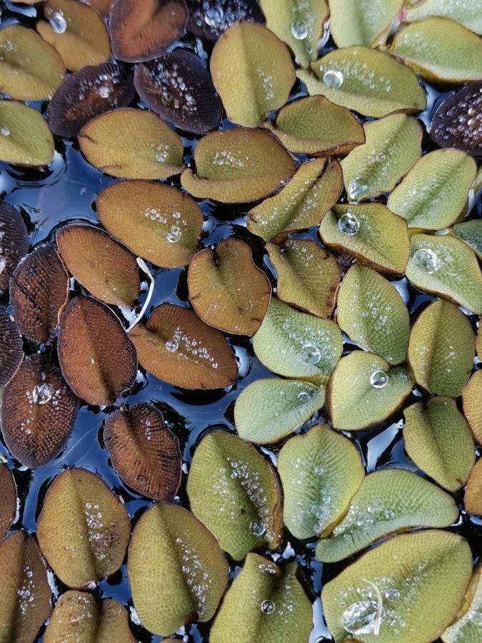 Salvinia adnata leaf