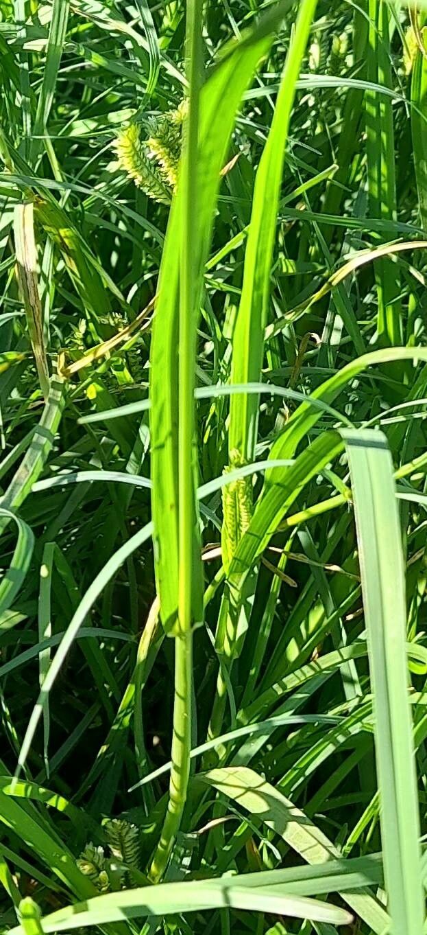 Eleusine tristachya — search result for 'Poaceae'