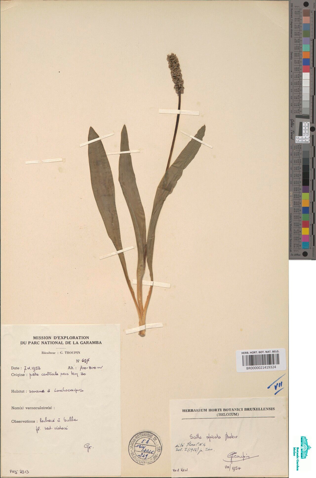 Drimiopsis spicata — search result for 'Drimiopsis'