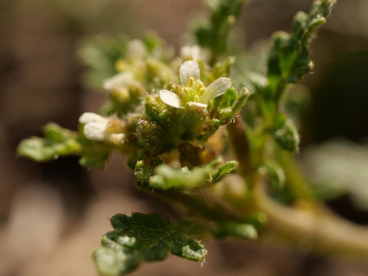 Erucastrum supinum flower