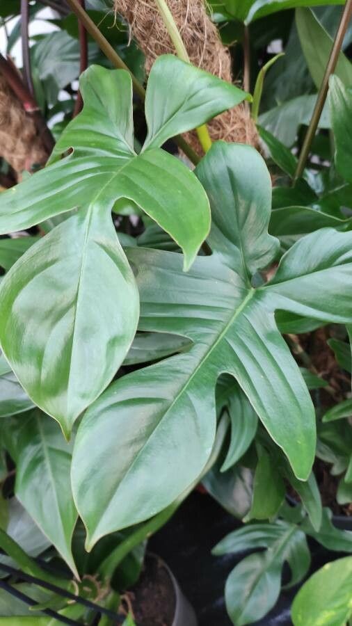 Philodendron pedatum leaf