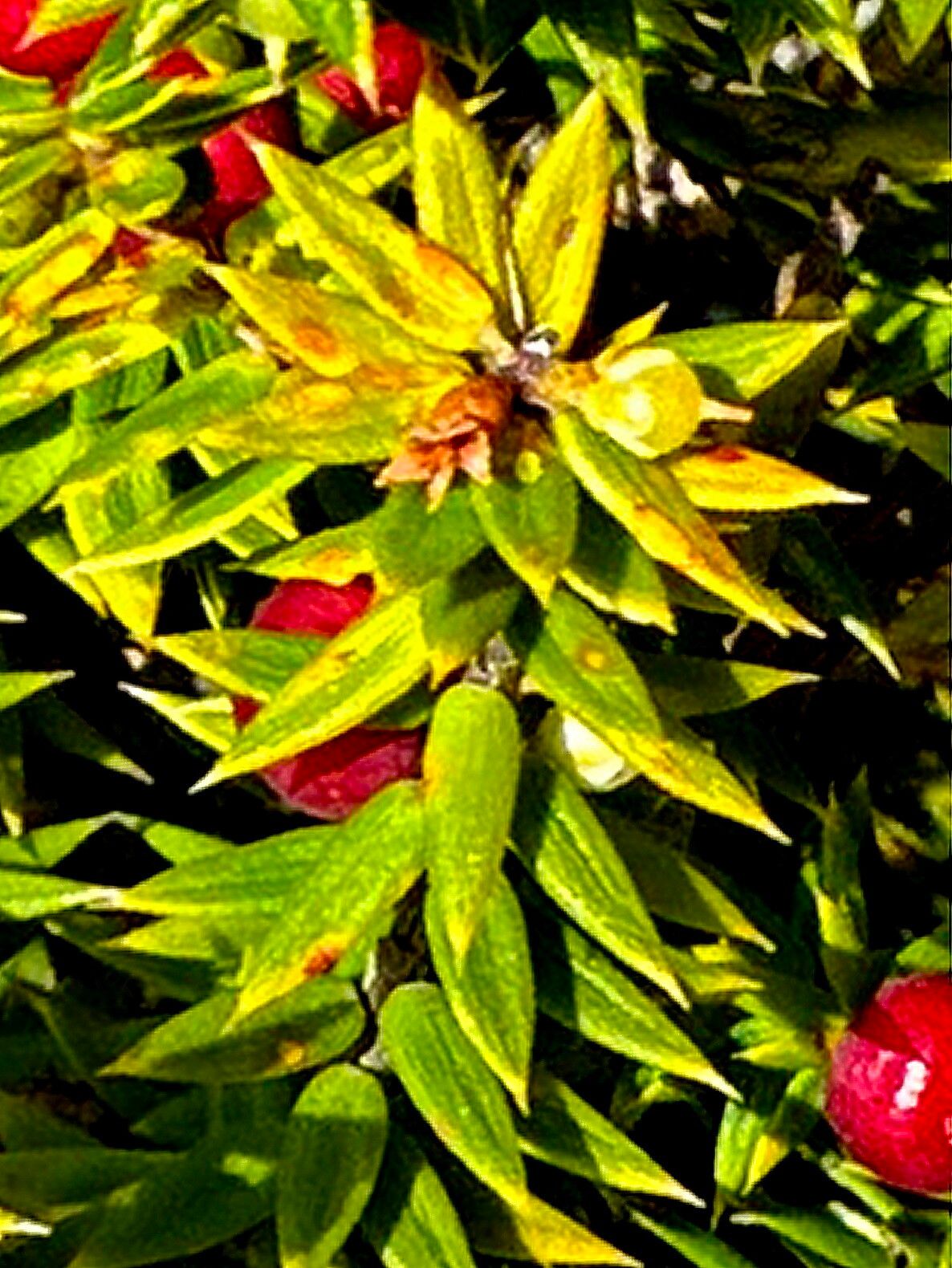 Leptecophylla abietina — related species from the same genus