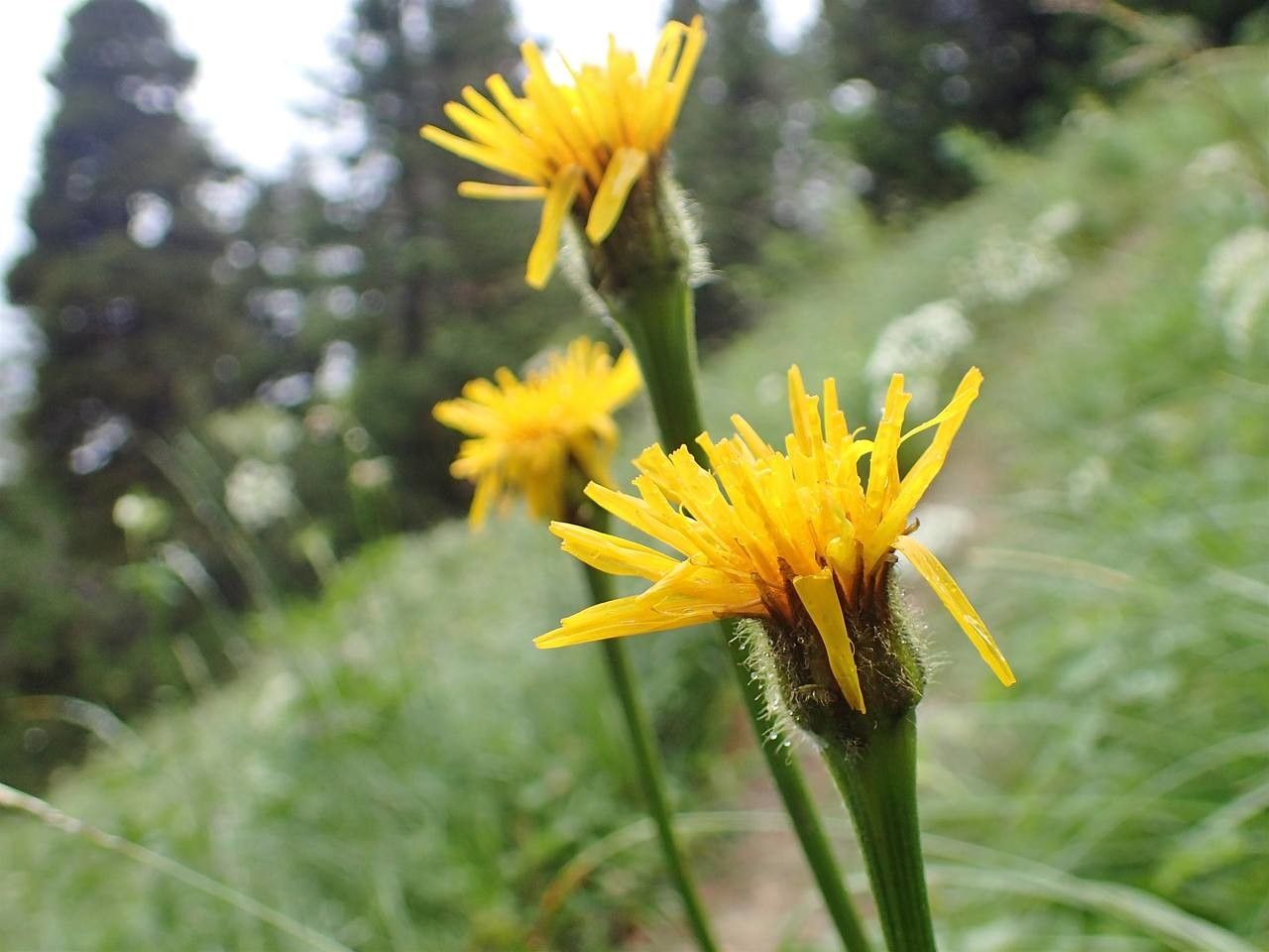 Crepis pontana flower