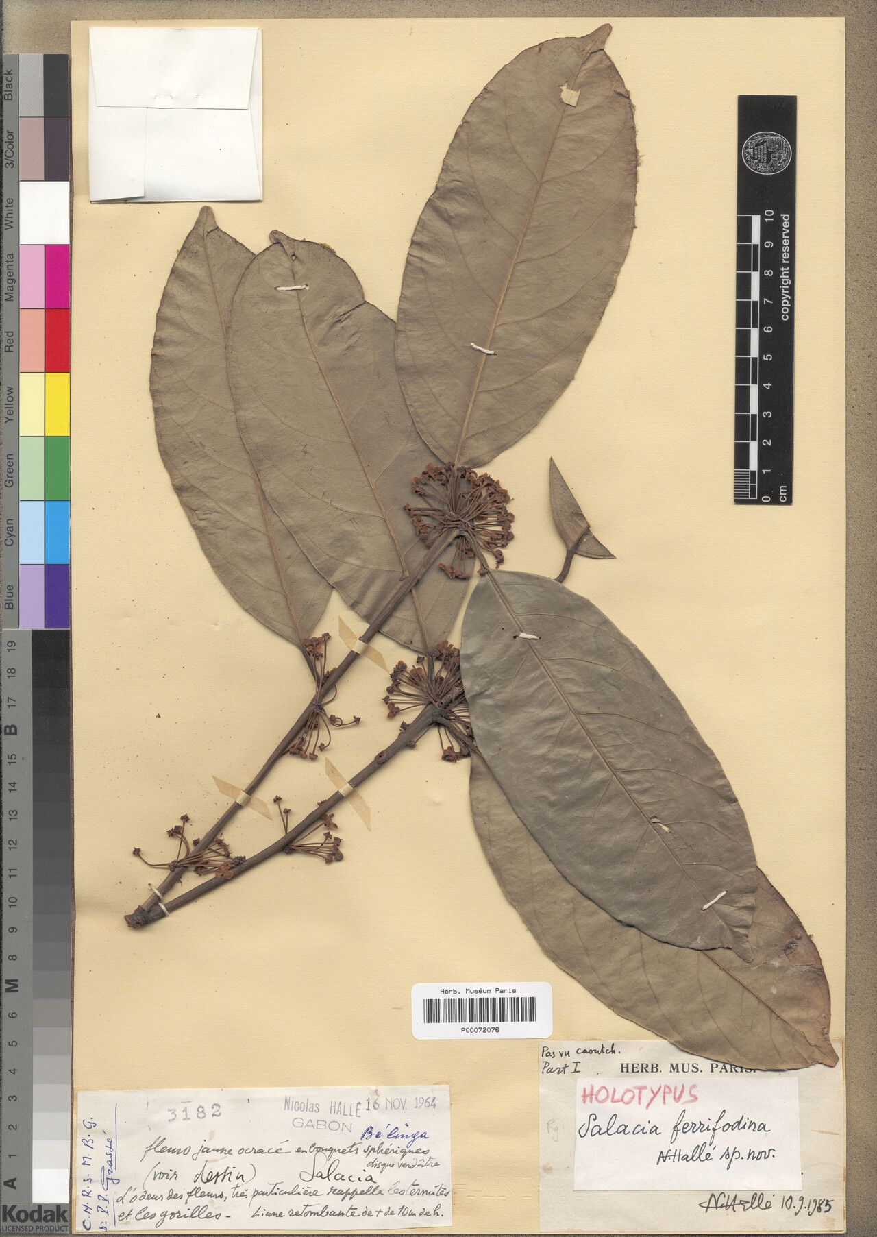 Salacia ferrifodina — houseplant care guide