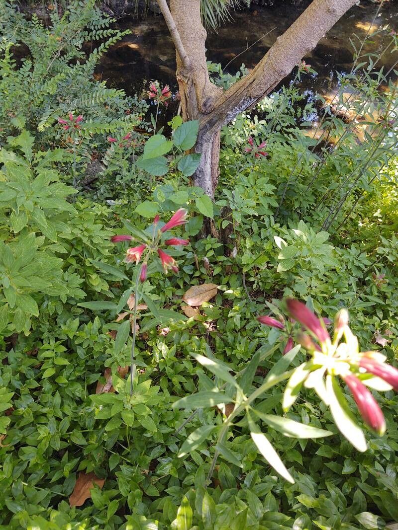 Alstroemeria psittacina habit