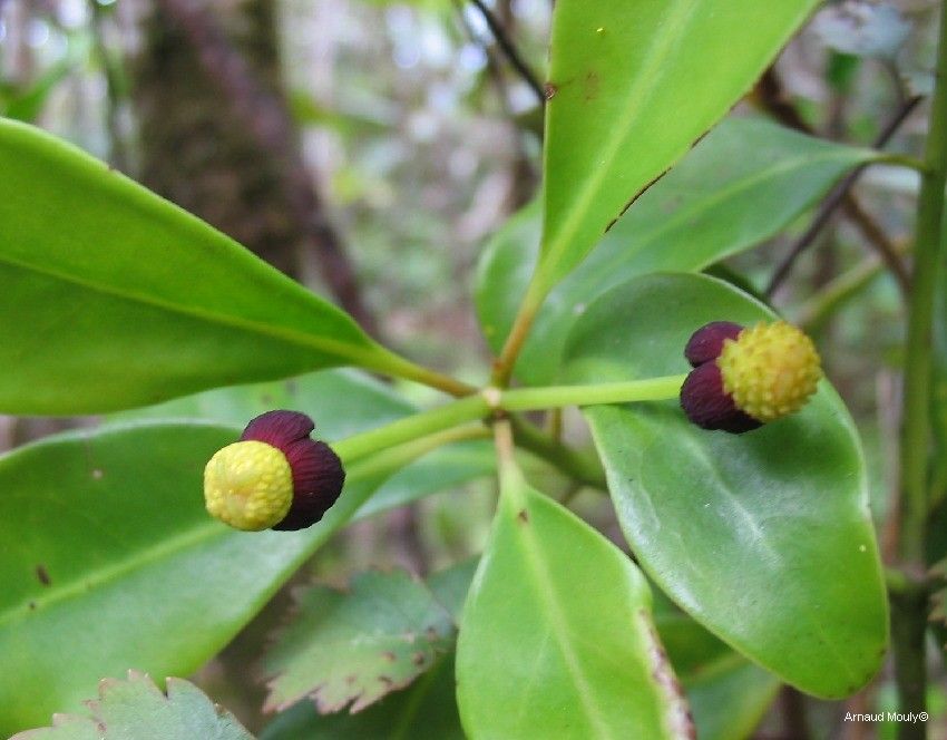 Zygogynum pauciflorum — houseplant care guide