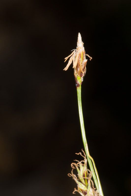 Carex sempervirens flower