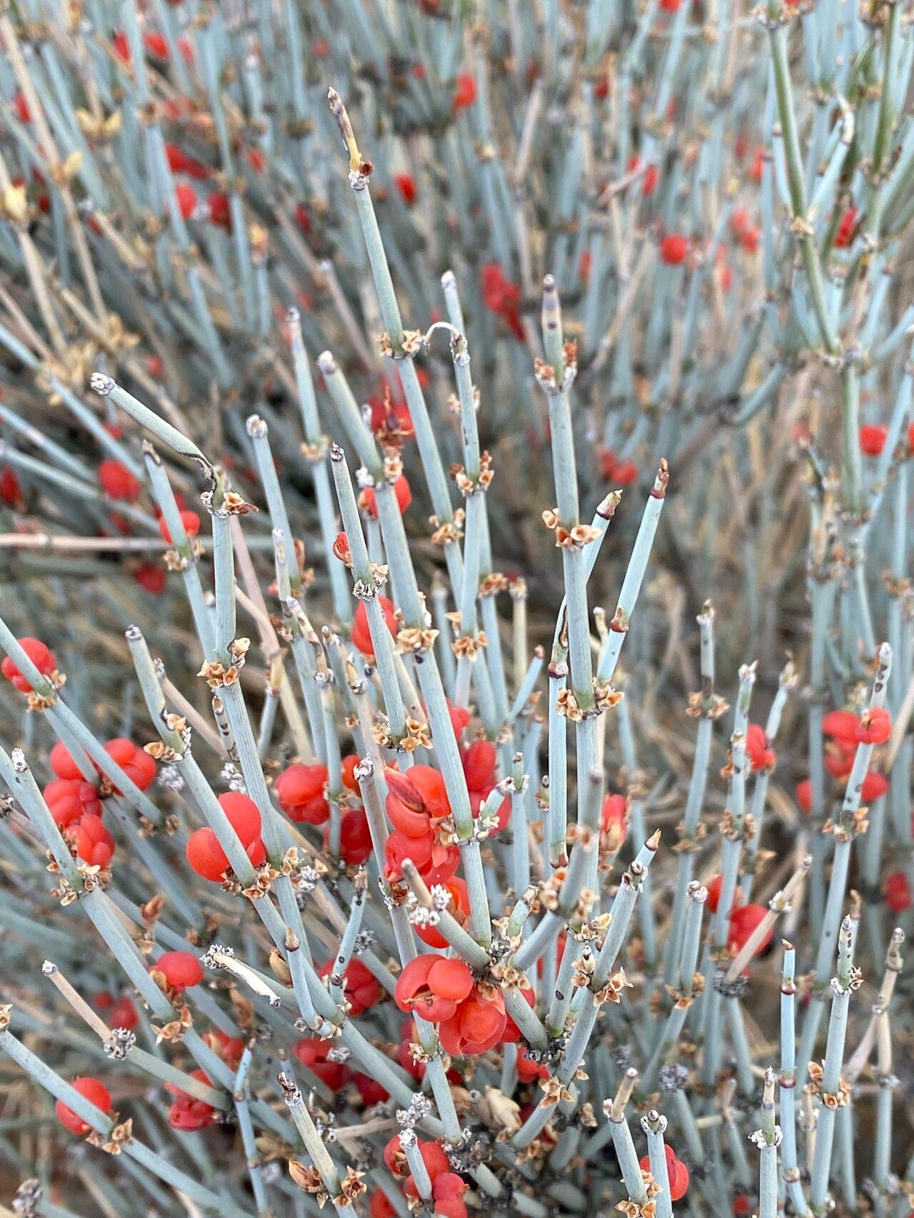 Ephedra intermedia flower