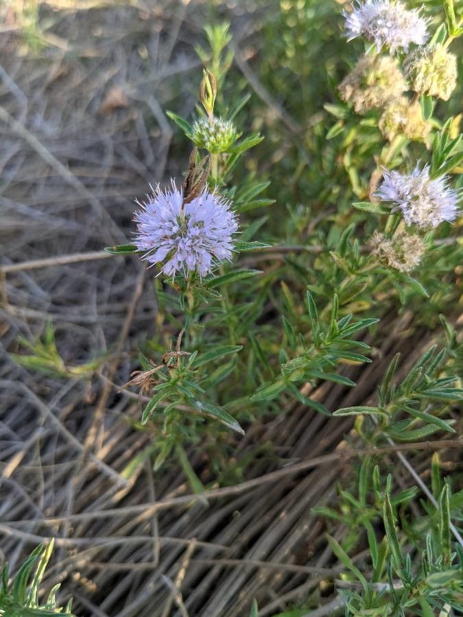 Mentha cervina habit