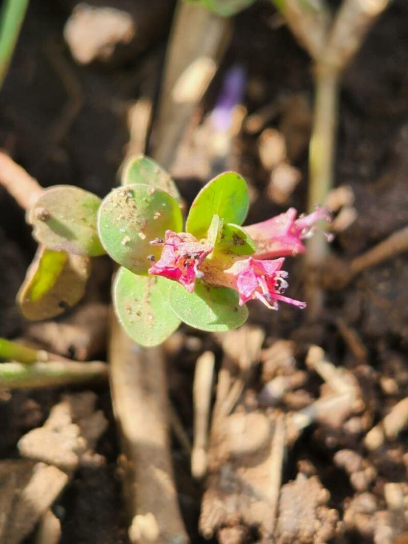 Lythrum rotundifolium — search result for 'Lythrum'