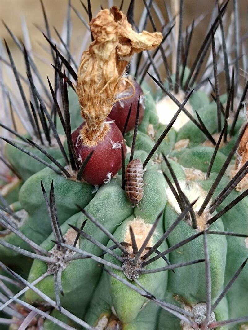 Acanthocalycium thionanthum fruit