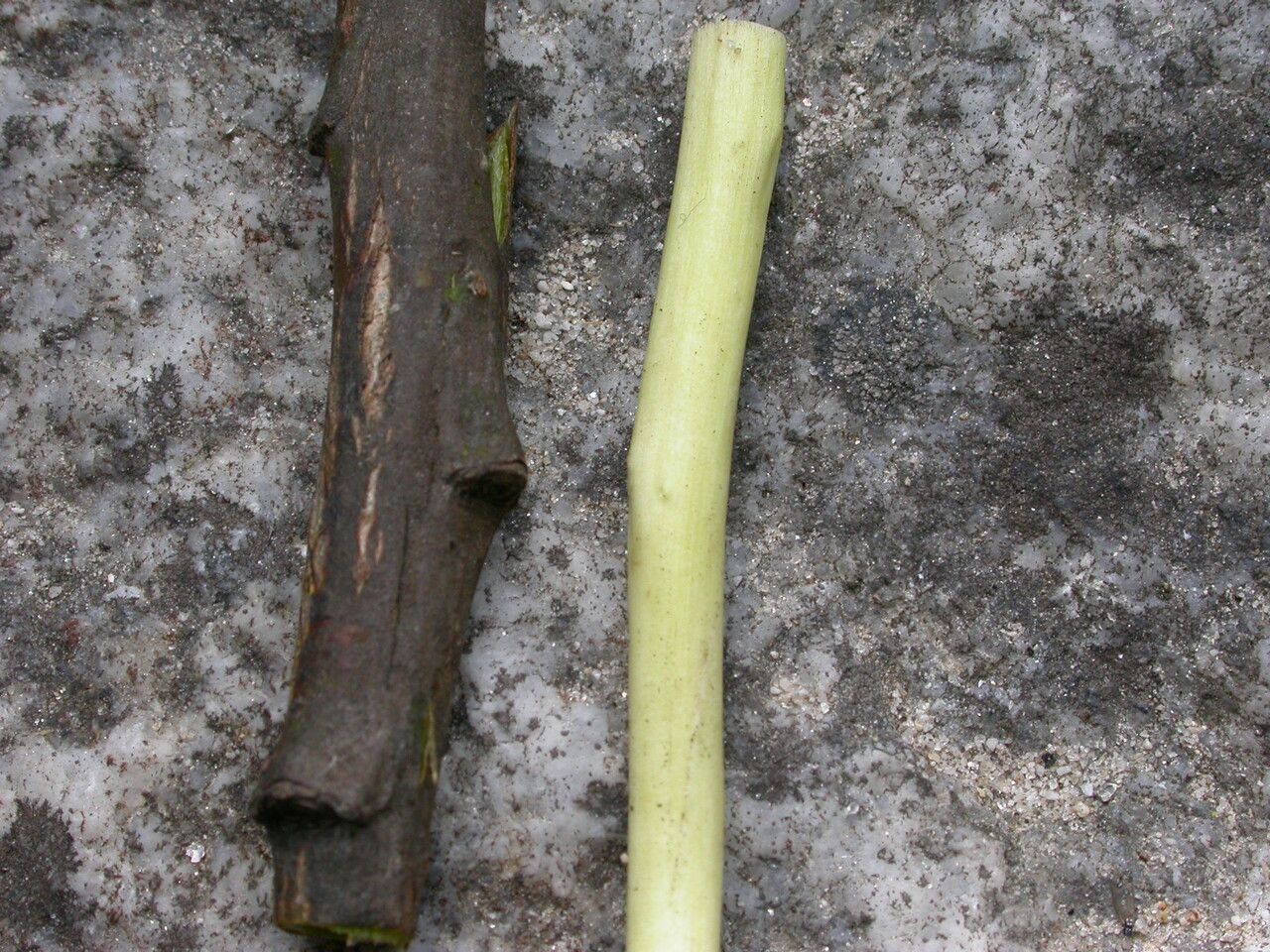 Salix longiflora — houseplant care guide