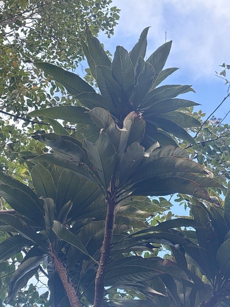 Semecarpus longifolius — houseplant care guide