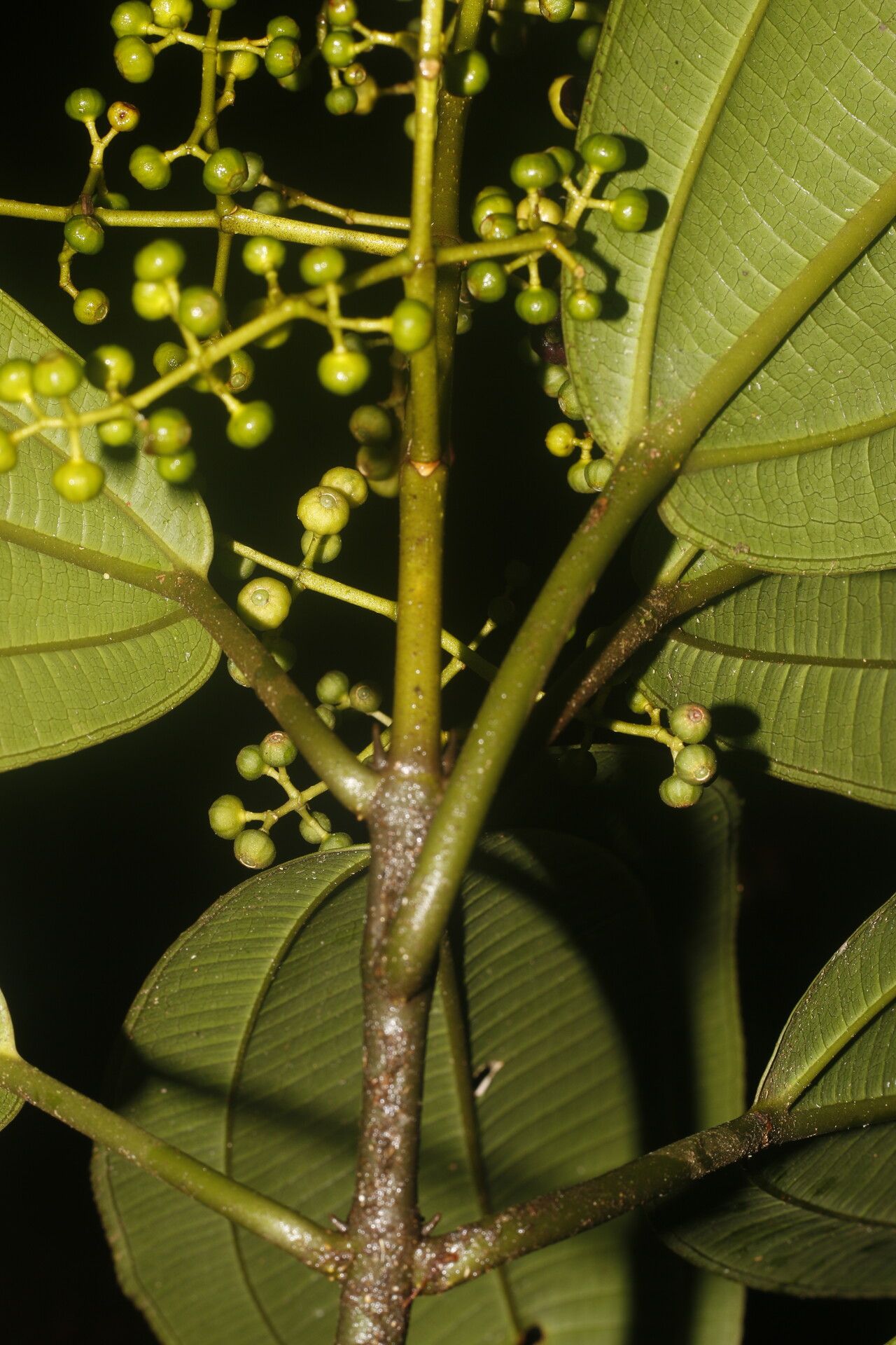 Miconia commutata — houseplant care guide