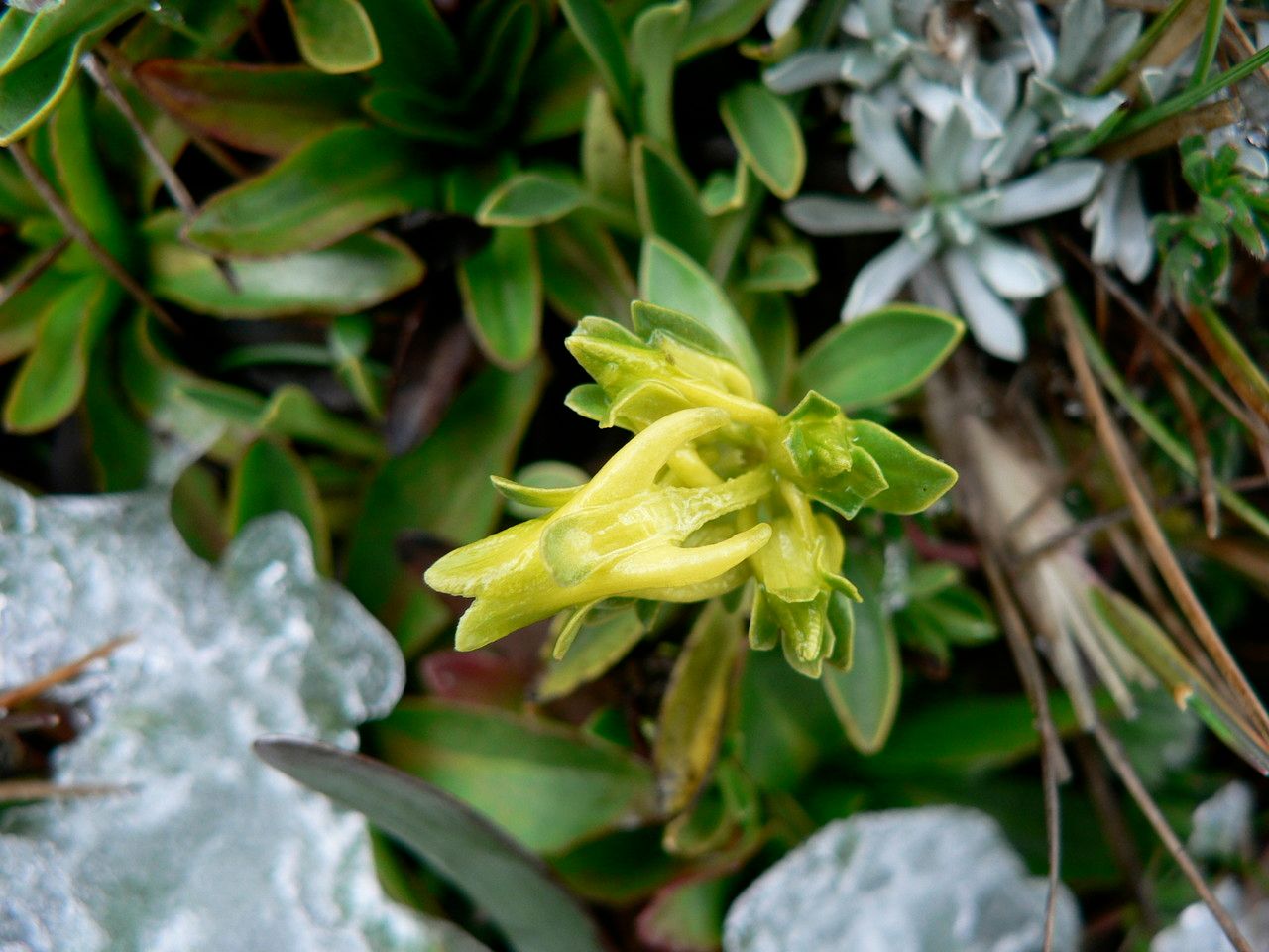 Halenia pulchella flower