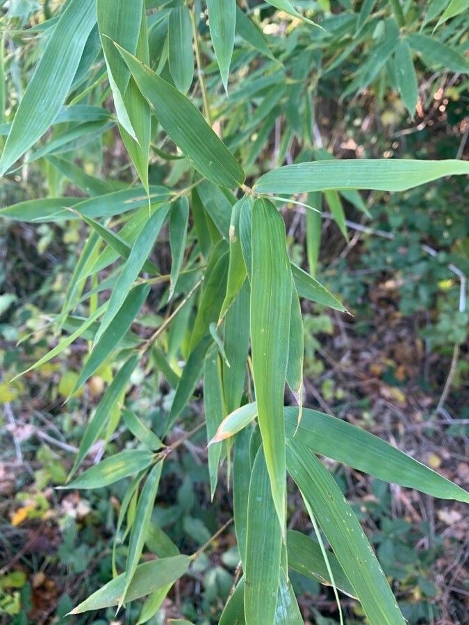Phyllostachys viridis leaf