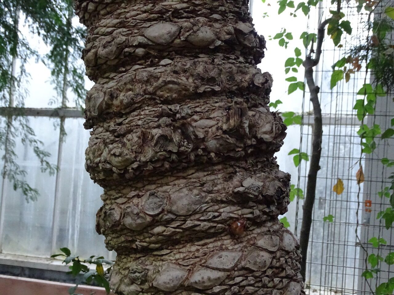 Cycas seemannii bark