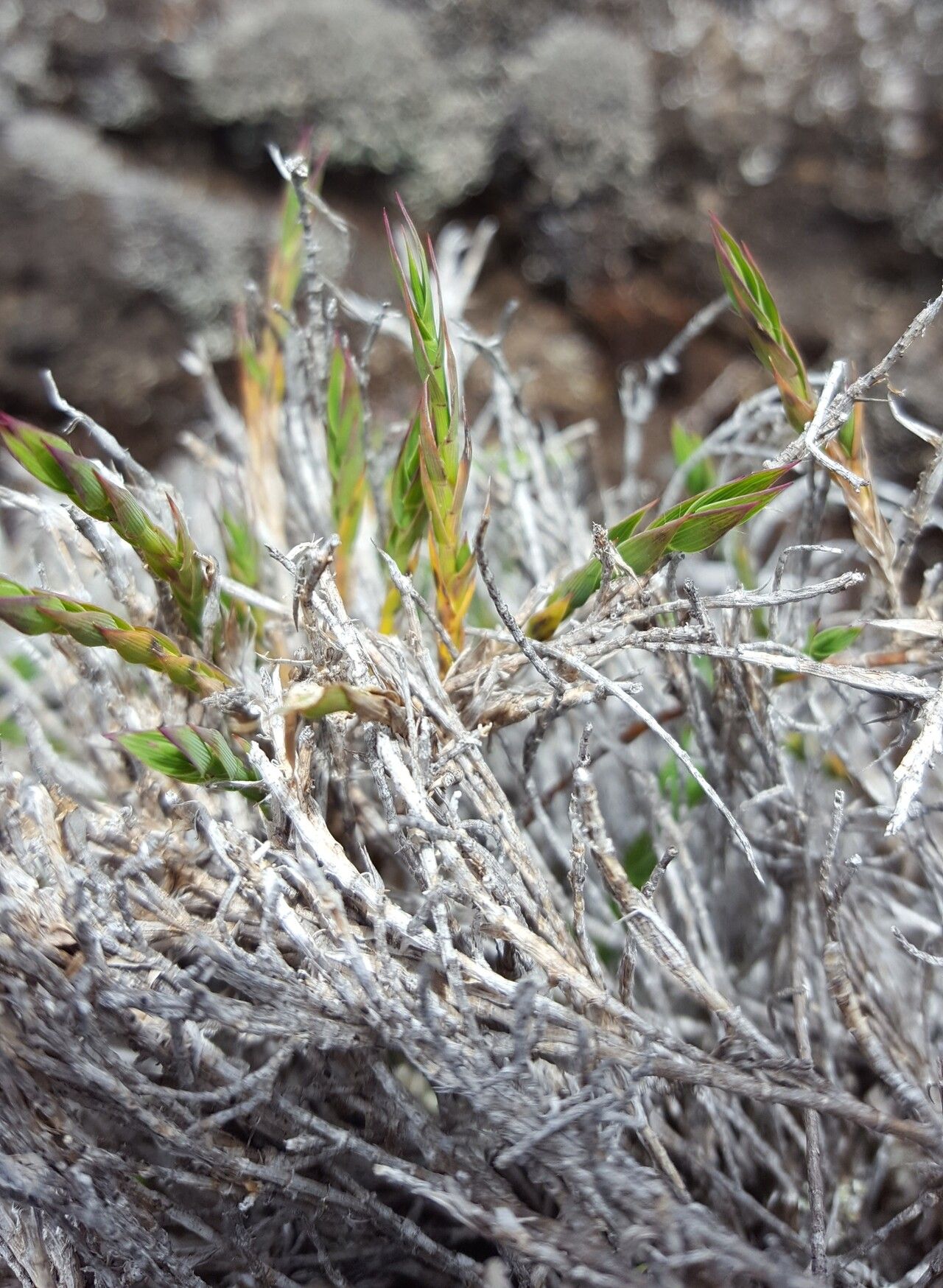 Panicum lycopodioides — houseplant care guide