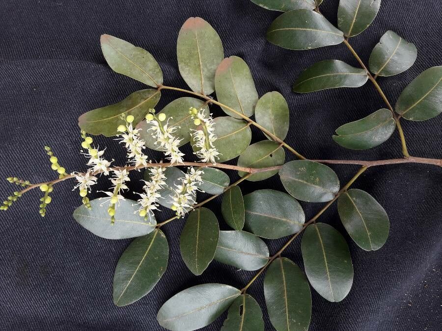 Copaifera langsdorffii flower
