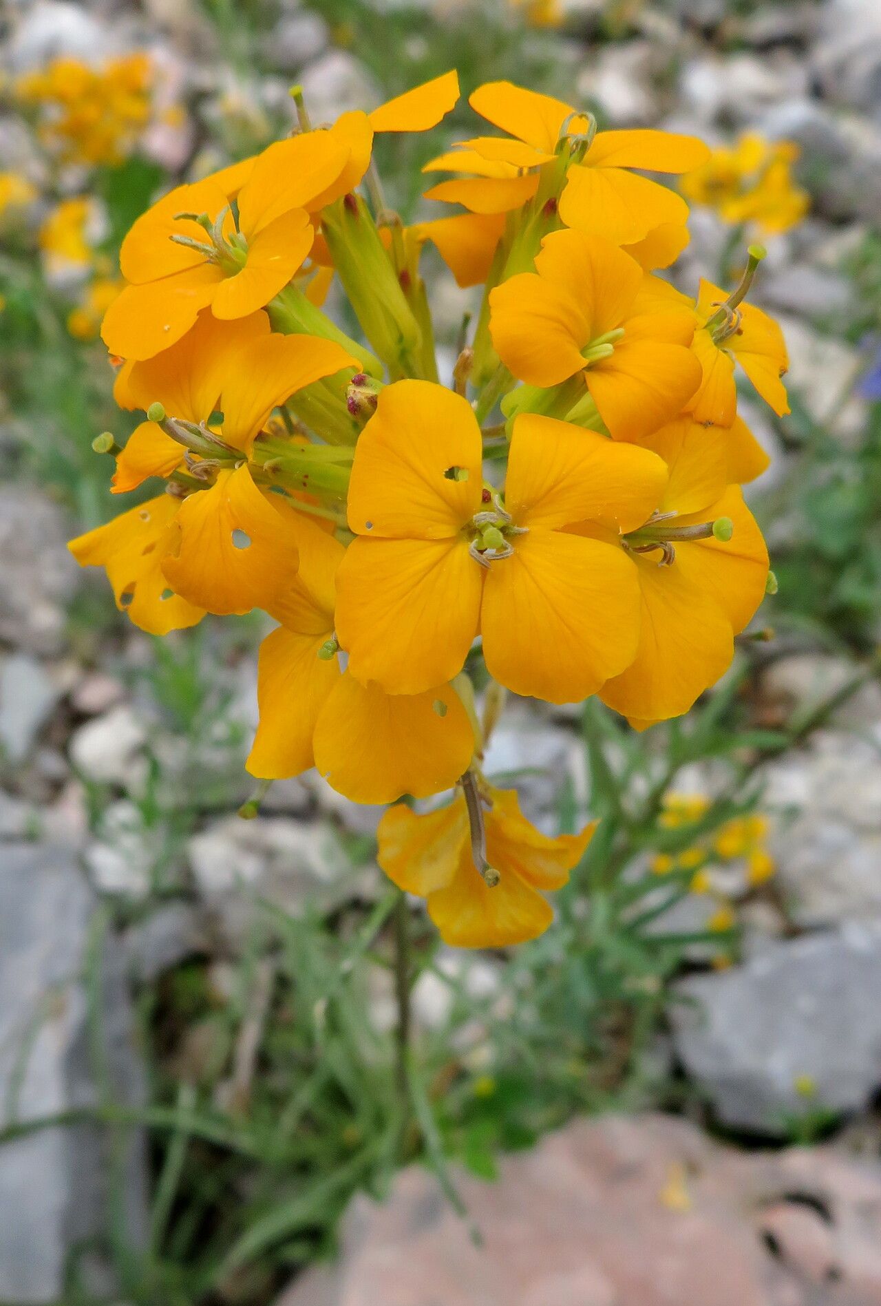 Erysimum aurantiacum flower