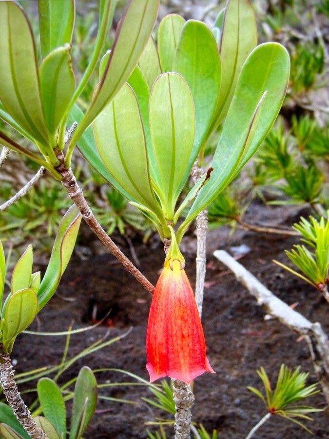 Thiollierea campanulata flower
