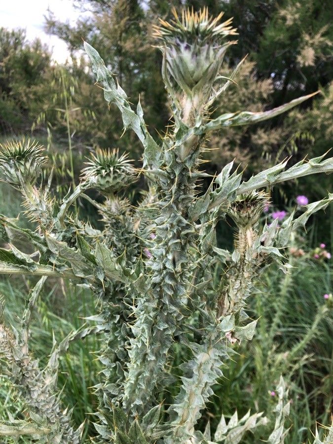 Onopordum horridum leaf